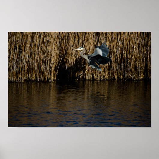 Great Blue Heron Landing Poster (Vorne)