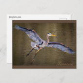 Great Blue Heron macht eine Landung. Postkarte (Vorne/Hinten)