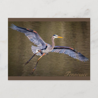 Great Blue Heron macht eine Landung. Postkarte