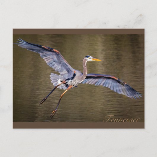 Great Blue Heron macht eine Landung. Postkarte (Vorderseite)