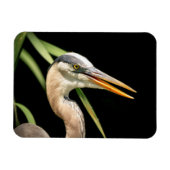 Great Blue Heron Magnet (Horizontal)