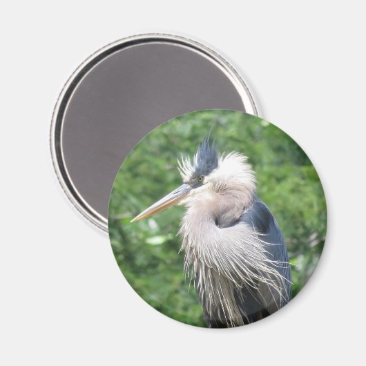 Great Blue Heron Magnet (Vorderseite/Rückseite)