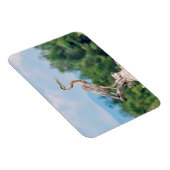 Great Blue Heron Magnet (Rechte Seite)