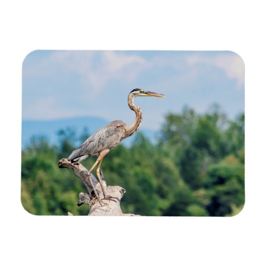 Great Blue Heron Magnet (Horizontal)