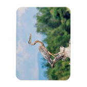 Great Blue Heron Magnet (Vertikal)