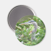 Great Blue Heron Magnet (Vorderseite/Rückseite)
