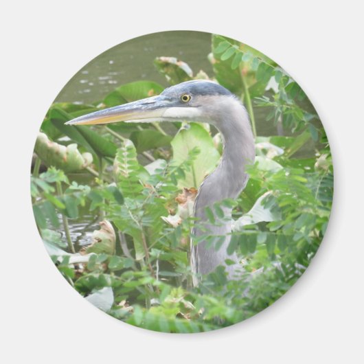Great Blue Heron Magnet (Vorne)