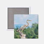 Great Blue Heron Magnet (Vorderseite/Rückseite)