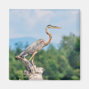 Great Blue Heron Magnet