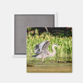Great Blue Heron Magnet (Vorderseite/Rückseite)