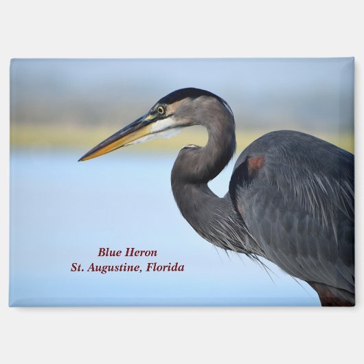 Great Blue Heron Magnet (Vorderseite)