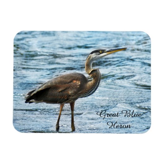 Great Blue Heron Magnet (Horizontal)