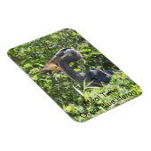 Great Blue Heron, Meal Time Magnet (Rechte Seite)