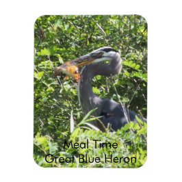 Great Blue Heron, Meal Time Magnet