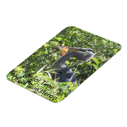 Great Blue Heron, Meal Time Magnet (Linke Seite)