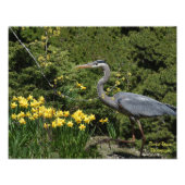 Great Blue Heron mit Daffodals Fotodruck (Vorne)