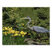 Great Blue Heron mit Daffodals Fotodruck (Vorne)