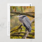 Great Blue Heron mit Herbstfarben Postcard Postkarte (Vorne/Hinten)
