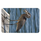 Great Blue Heron Nah Up Magnet (Horizontal)