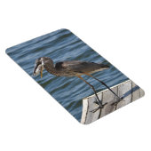 Great Blue Heron Nah Up Magnet (Rechte Seite)
