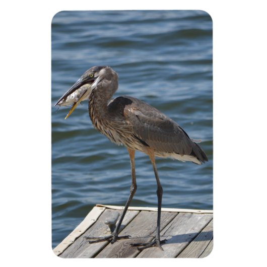 Great Blue Heron Nah Up Magnet (Vertikal)