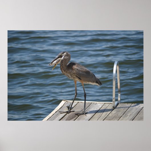 Great Blue Heron Nah Up Poster (Vorne)