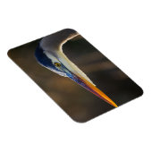 Great Blue Heron, nahes Portrait Magnet (Rechte Seite)