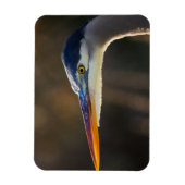 Great Blue Heron, nahes Portrait Magnet (Vertikal)