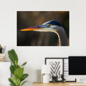 Great Blue Heron, nahes Portrait Poster (Heimbüro)