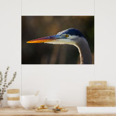 Great Blue Heron, nahes Portrait Poster (Küche)