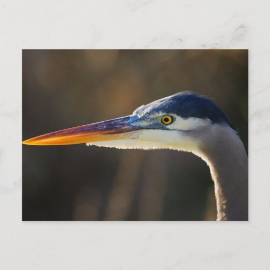 Great Blue Heron, nahes Portrait Postkarte (Vorderseite)