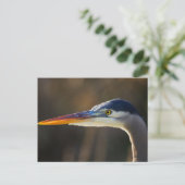 Great Blue Heron, nahes Portrait Postkarte (Stehend Vorderseite)