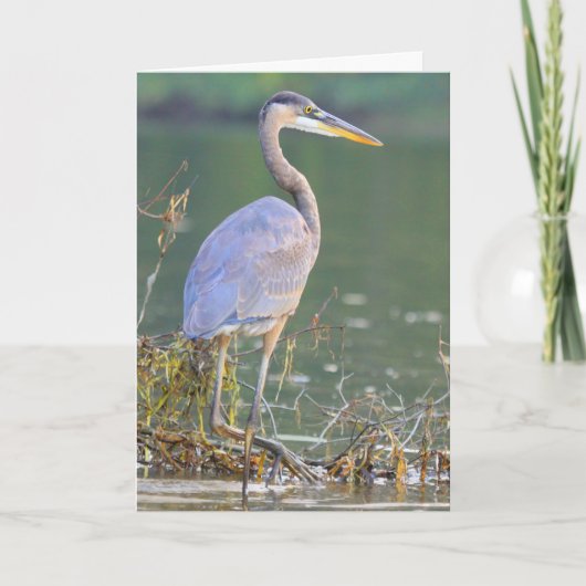 Great Blue Heron Nature Wildlife Geburtstag Karte (Vorderseite)