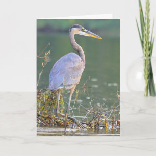 Great Blue Heron Nature Wildlife Geburtstag Karte