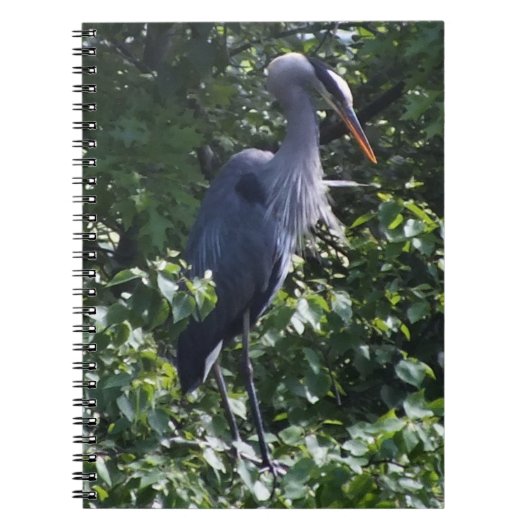 Great Blue Heron Notebook Notizblock (Vorderseite)