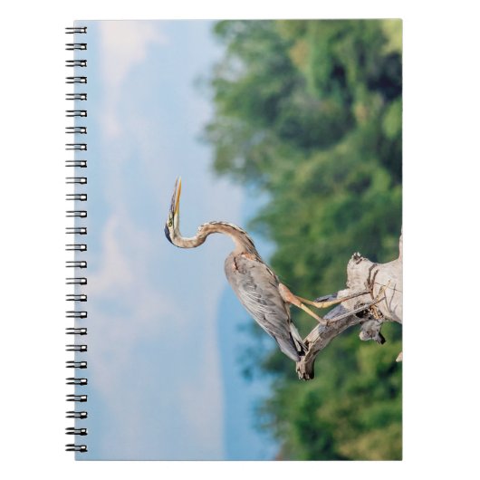 Great Blue Heron Notizblock (Vorderseite)