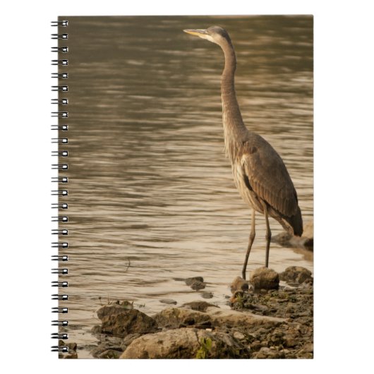 Great Blue Heron Notizblock (Vorderseite)