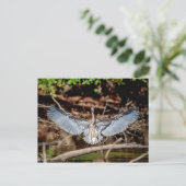 Great Blue Heron on on log Postkarte (Stehend Vorderseite)