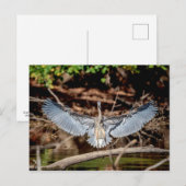 Great Blue Heron on on log Postkarte (Vorne/Hinten)