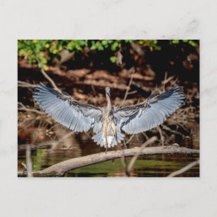 Great Blue Heron on on log Postkarte