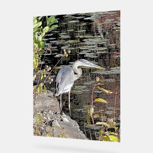 Great Blue Heron on Pond Acrylschild (Winkel)