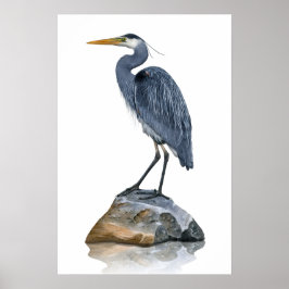 Great Blue Heron on Rock Poster