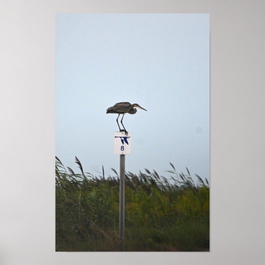 Great Blue Heron on Sign Poster (Vorne)
