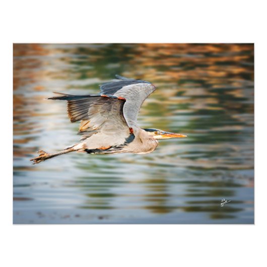 Great Blue Heron Over Lake Wildlife Print Fotodruck (Vorne)