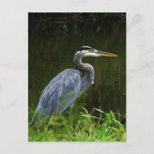 Great Blue Heron Postcard 3 Postkarte (Vorderseite)