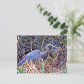 GREAT BLUE HERON POSTCARD POSTKARTE (Stehend Vorderseite)