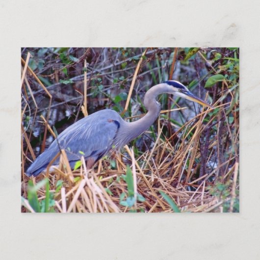 GREAT BLUE HERON POSTCARD POSTKARTE (Vorderseite)