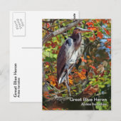 Great Blue Heron Postcard Postkarte (Vorne/Hinten)