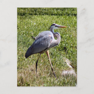 Great Blue Heron Postcard Postkarte