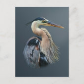 Great Blue Heron Postcard Postkarte (Vorderseite)